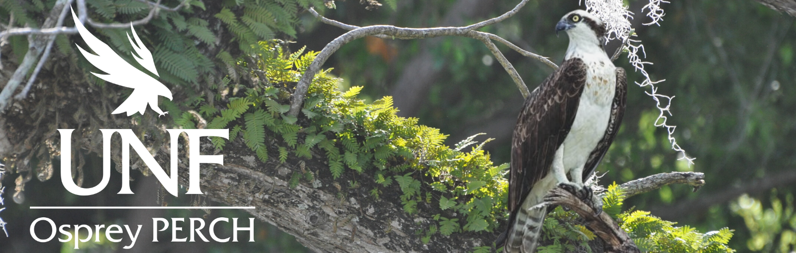 unf osprey perch with osprey in a tree
