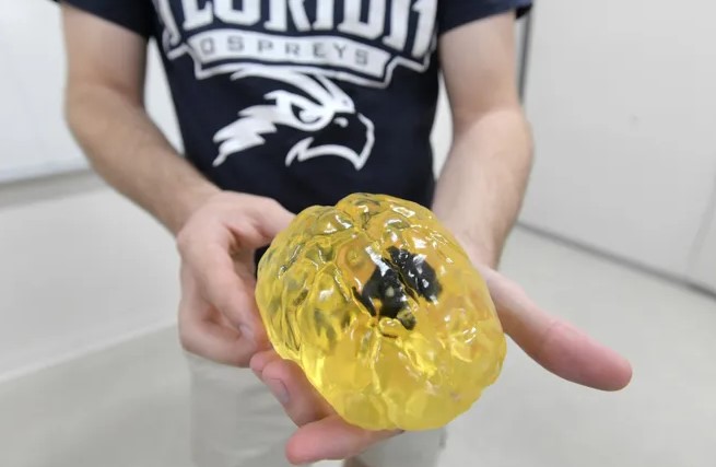 3d printed brain in hands of student