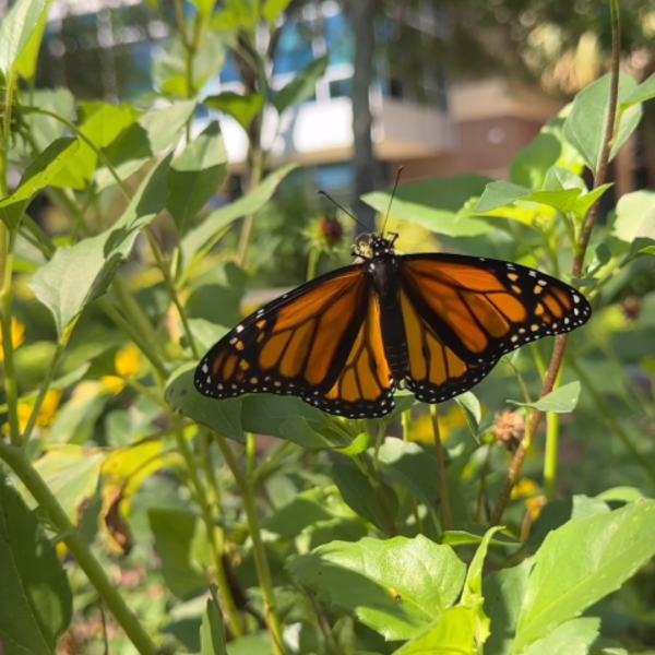 An orange monarch butterfly perched on a stem with leaves surrounding it