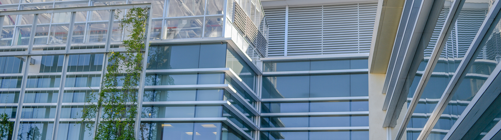 Glass building with crawling vines