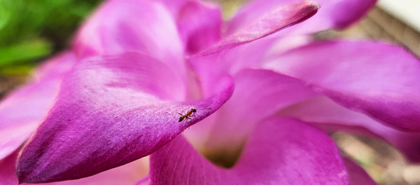 Ant Flower