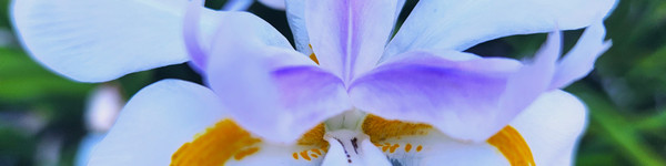 Iris
