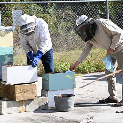 Beekeepers tending to bees on campus