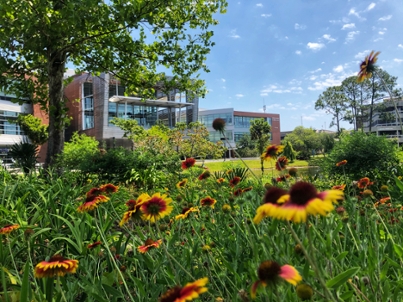 butterfly garden gaillardia in bloom