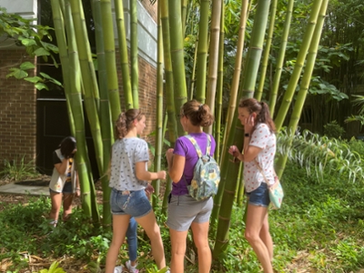 listening to the bamboo's vascular system