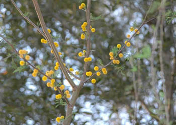 Acacia smallii