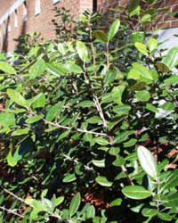 Acca sellowiana