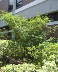 acer palmatum