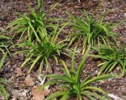 agapanthus hybrid