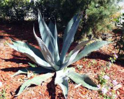 Agave americana