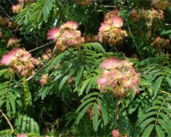 pink Albizia Julibrissin flowers