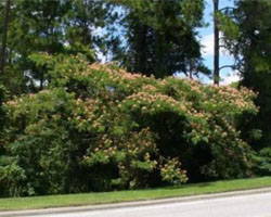 Albizia Julibrissin flower bush
