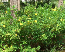 Allamanda schottii