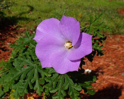 alogyne huegelii