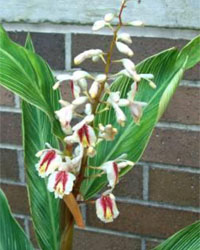alpinia intermedia flowers and leaves