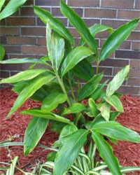 alpinia intermedia leaves with no flowers