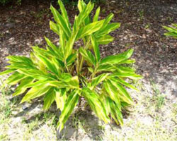 Alpinia zerumbet