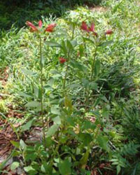 Alstroemeria psittacina