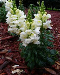 Antirrhinum majus