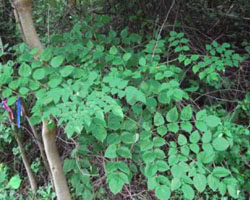 Aralia spinosa