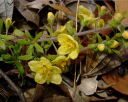 Aureolaria virginica