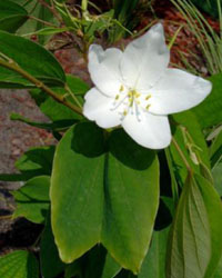 Bauhinia acuminata
