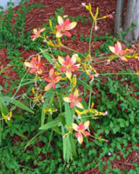Belamcanda chinensis