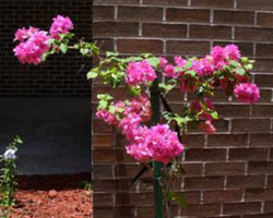  Bougainvillea hybrid