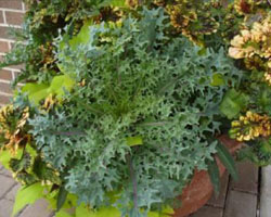 Brassica oleracea