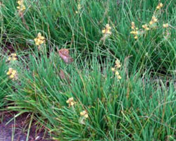 Bulbine frutescens