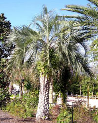 Butia capitata