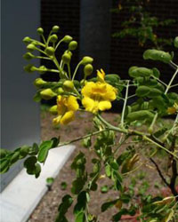 Caesalpinia mexicana