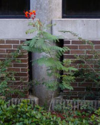Caesalpinia pulcherimma with orange flower on top