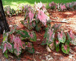 Caladium hybrid