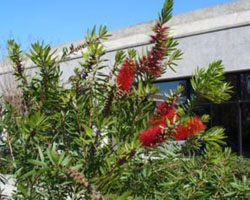 Callistemon citrinus