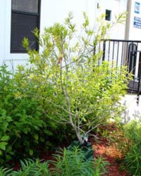 Callistemon salignus