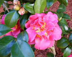 Camellia japonica