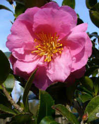 Camellia sasanqua