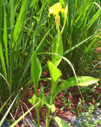 Canna flaccida