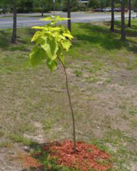 Catalpa bignonioides
