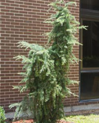 Cedrus deodara pendula