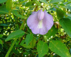 Centrosema virginianum