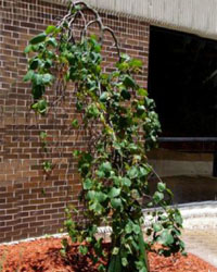 Cercis canadensis