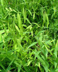 Chasmanthium latifolium