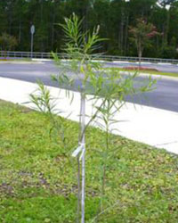 Chilopsis linearis tree with no flowers