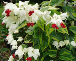 Clerodendron thomsoniae
