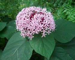 Clerodendrum bungei