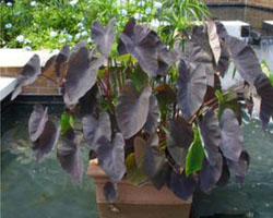 Colocasia esculenta