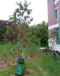 Cornus florida