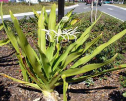 Crinum asiaticum